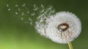 Как избавиться от одуванчиков на участке - How to get rid of dandelions on the plot