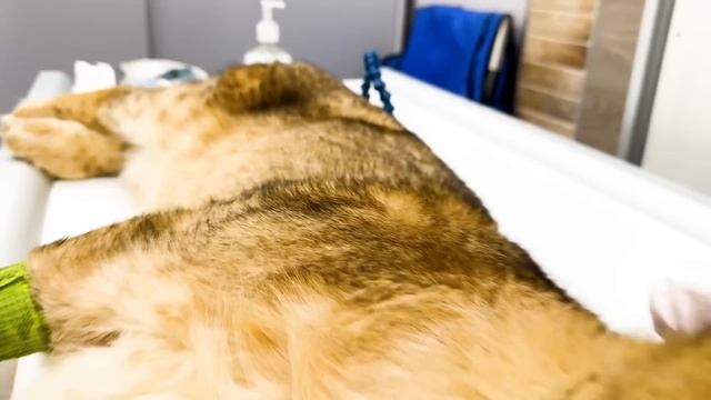 Новый львёнок ПОПРАВЛЯЕТСЯ! Перелом зарастает БЫСТРЕЕ, чем предполагали! Наше лечение ПРАВИЛЬНОЕ! смотреть онлайн