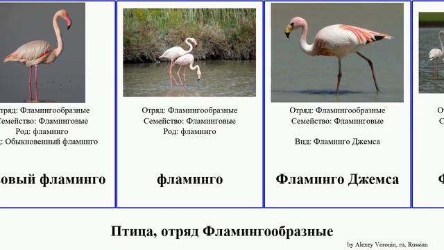 Птица, отряд Фламингообразные bird Красный Чилийский Малый Андский Fractal Фламинговые Джемса
