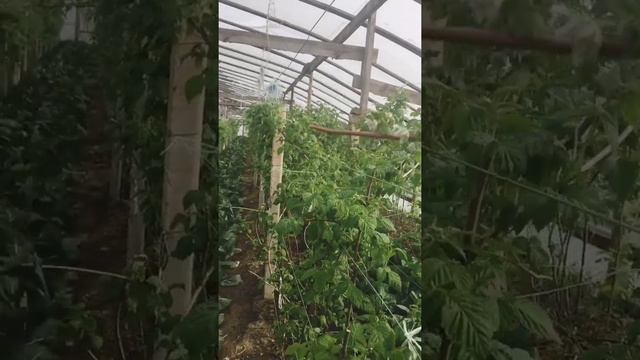 Малина Джоан Джей в теплице . смотреть онлайн