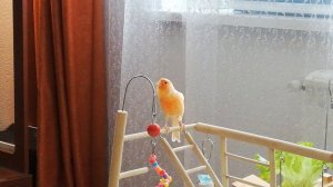 Песня для любимой cамочки Дуси. Кенар Кирюша поёт.