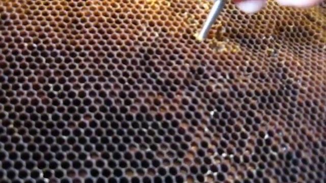 Приспособление для извлечения перги из сот смотреть онлайн