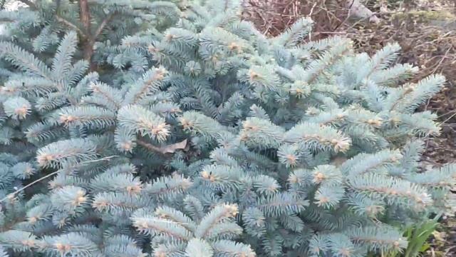 22.04.22 Дача.Открываем сезон.Обзор сада после зимы. смотреть онлайн