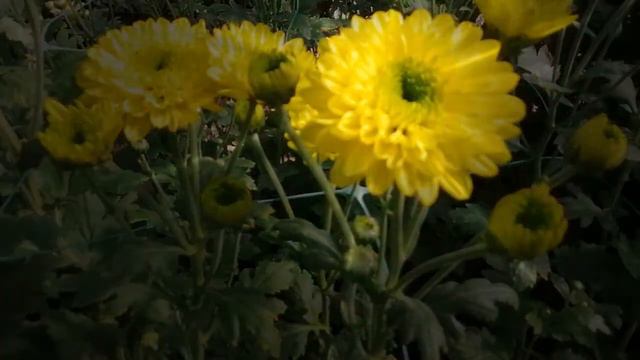 Фотоальбом, цветы подворья2020 смотреть онлайн