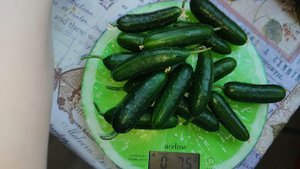 Огурцы с окошка😊🥒🥒