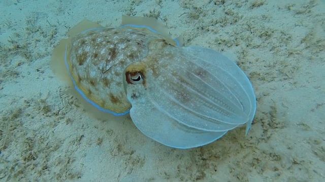 Фараонова каракатица / Pharaoh Cuttlefish. Красное море, бухта Сахль-Хашиш. смотреть онлайн