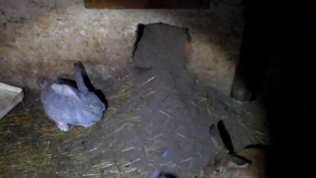 Как определить что кролицы окролилась  при ямном содержании кроликов,или кролиная ипотека.