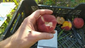 персик уфо-2