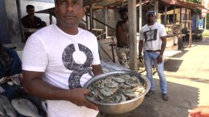 Рынок морепродуктов на Шри-ланке в Дадандуве, цены на креветок недалеко от Хиккадувы
