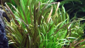 БЛИКСА ЯПОНСКАЯ. СОДЕРЖАНИЕ В АКВАРИУМЕ