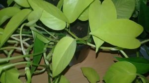 ?Мои комнатные цветы.?Сциндапсус.?Полив.?Грунт.?Освещение.?Мой опыт.?