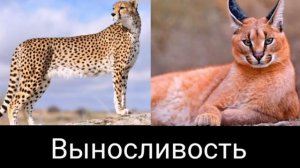 Гепард против Каракала