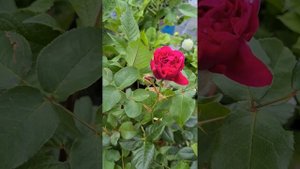 Rose Kaffe Fassett from Rosen Tantau. Autumn 2022