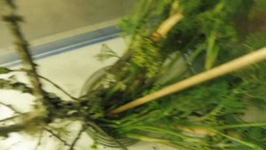 ГУСЕНИЦА БАБОЧКИ - МАХАОН - ОБЖОРКА ( ПИТОМНИК "МАРИ МИСТИК" )