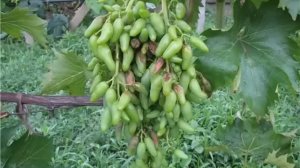 Антракноз винограда# как лечить, признаки антракноза