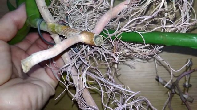 Ринхостилис (Rhynchostylis Retusa) из заказов. смотреть онлайн