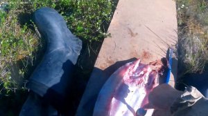 Разделка Нельмы на сосол