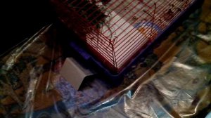 Игры кролика