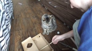 Как сделать игрушку для кота своими руками