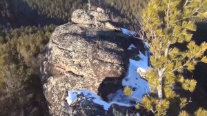 Кедр когда растет на скалах имеет вот такой вид  Сибирский КЕДР