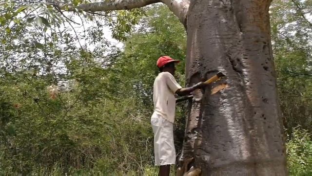 African Baobab Tree Water Storage