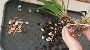 Давай Делиться! ?Golden Peacock? для Надюши. Деление и пересадка каттлеи.