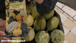 Обзор декоративной тыквы/ Тыква как украшение дома/ #pumpkin #тыква #деревня #осень #обзортыквы