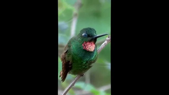 ПЕРНАТЫЙ МИР смотреть онлайн