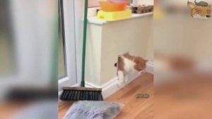 Лучшая Подборка Приколов #5