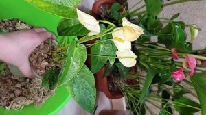 АНТУРИУМ любит эти ПРАВИЛА в уходе и выдает много цветов и листьев