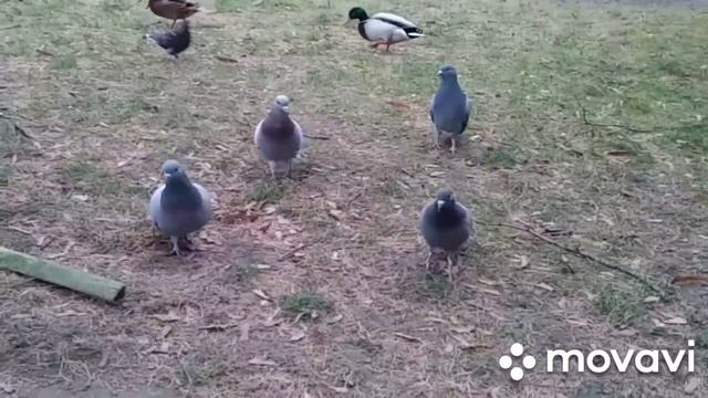 Maluszek Zelmer ma jeszcze młodszego kolegę!??/ Baby Pigeon Zelmer's even younger friend!?? смотреть онлайн