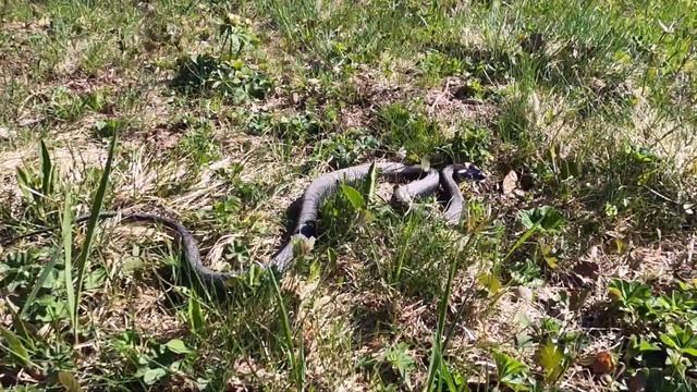 Уж обыкновенный смотреть онлайн