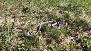 Уж обыкновенный