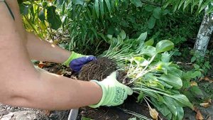 Как пересадить хосту и размножить делением куста