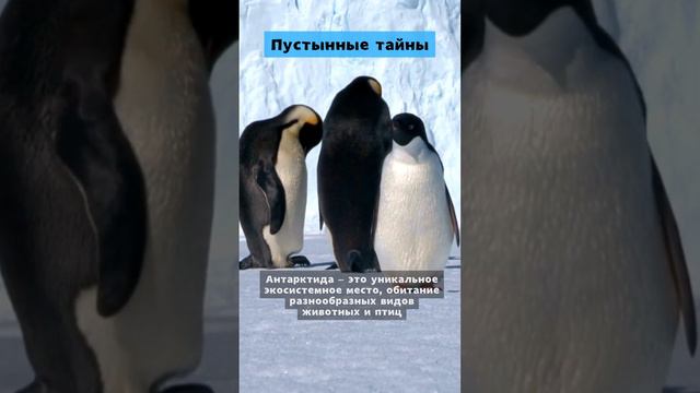 Пустынные тайны #факт #интересныефакты #антарктида а
