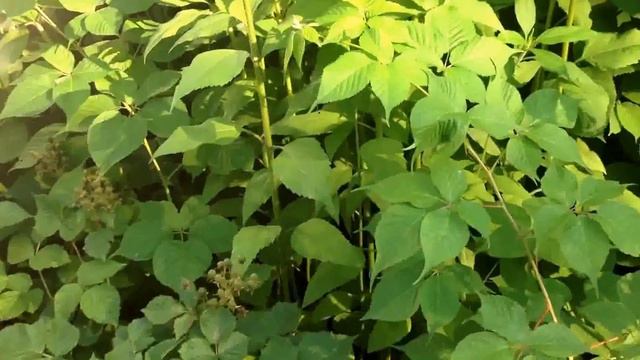 Aug 11, 2017. Фиалки, калина, огурцы... Стрекочет кузнечик как цикада смотреть онлайн