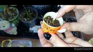 Адениум DHA барашки из семян//6 дней с момента замачивания семян//Комнатные растения