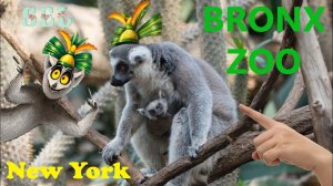 Vlog Нью Йорк Приключения в Бронкском Зоопарке Bronx Zoo