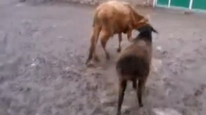 Бой Карова и Баран