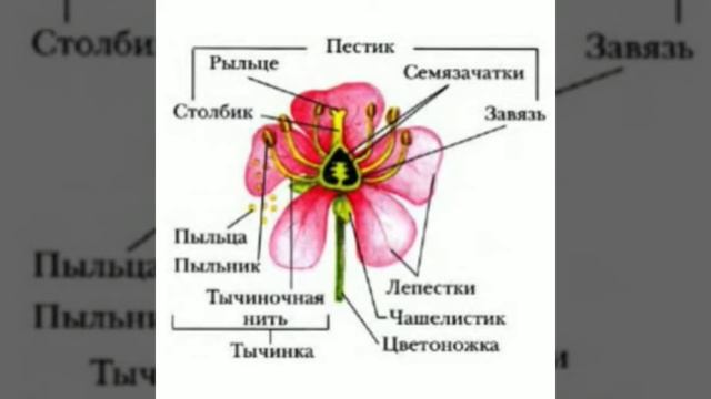 Органы репродукции цветковых растений.
