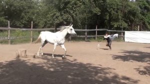Лошадь и человек.Танец души-вдохновение.