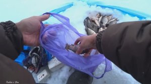 Только гляньте КАК УМЕЕТ! Зимняя Рыбалка на КАРАСЯ 2022-2023! Рыбалка в Декабре!