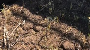 Подбираем жатку для уборки нута