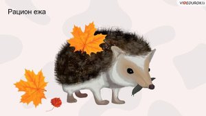 Прогулка по осеннему лесу