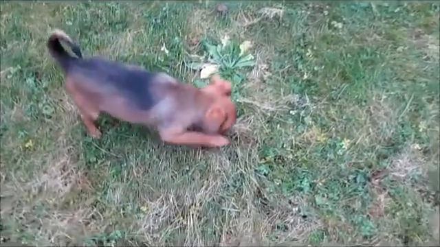 Hadès du Domaine des Cotières. Petit brabançon. смотреть онлайн