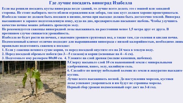Польза и вред винограда Изабелла