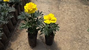 Бархатцы из собственных семян. Схожесть 100%.  Результат шикарный. Как мы этого добились???