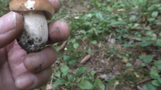 ОГРОМНОЕ КОЛИЧЕСТВО БЕЛЫХ ГРИБОВ!!! 28 АВГУСТА 2021 ГОД ! смотреть онлайн