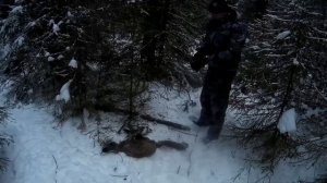 Охота на лису капканами. Зомби, а не лиса. Я в шоке!!!