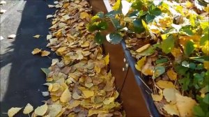 Использование опавших листьев в огороде